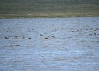 Zwaangans (Swan goose) Anser cygnoides - Ogii Nuur 14-08-2016 (3)